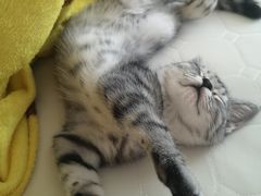 -关爱宠物医院·猫科中心·消化科(滨湖万达分院)