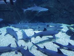 -烟台海昌鲸鲨海洋公园