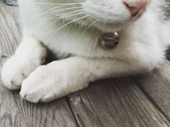 海边的猫和咖啡馆-海边的猫和咖啡馆