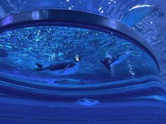-上海海昌海洋公园