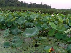 -荷塘月色湿地公园·向阳花洲