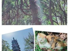 -苏州上方山国家森林公园