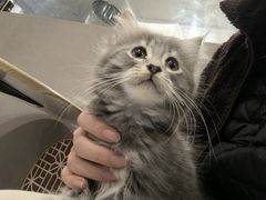 -楼上猫咖(罗湖店)