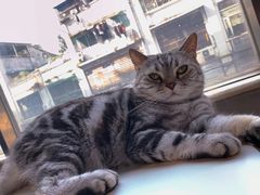 -猫儿山۰猫主题餐厅