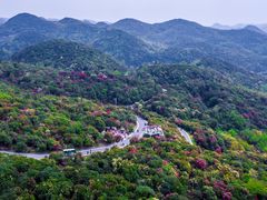 -贵州百里杜鹃风景名胜区