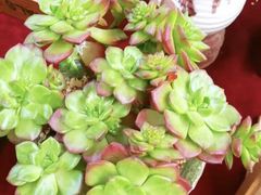 -秦美花卉(天朗·莱茵小城2期店)