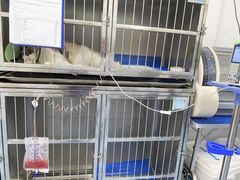 -特一安24小时宠物医院·骨科·中兽医