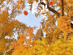 -北京石刻艺术博物馆(五塔寺)