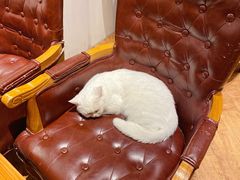 -猫小院猫主题餐厅(三里屯店)