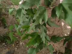 -老家肉饼(天通苑店)