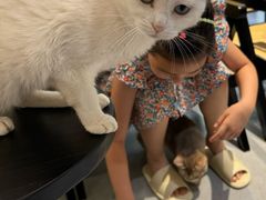 -琪喵猫屋·撸猫猫咖·猫舍