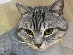 -中农大我爱我爱动物医院·核磁CT·猫病·24小时夜诊中心(石佛营店)