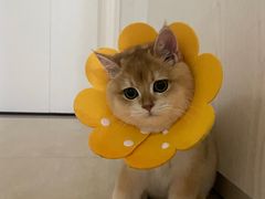 -瑞派康怡24h宠物医院·犬猫医疗中心·微创绝育(瑞景分院)