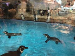 -帝企鹅自助餐厅•儿童岛•真企鹅(长隆企鹅酒店)