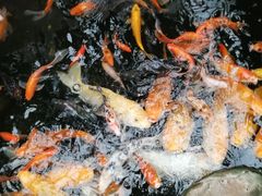 -上海大自然野生昆虫馆(东方明珠·爬宠昆虫探索中心)