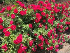 -大连铭湖国际观光牧场