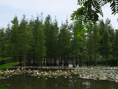 -白鹭湾湿地公园