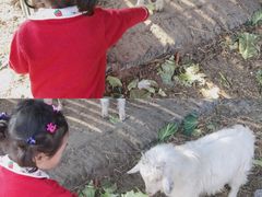 -田园东方蜜桃村的田野营地