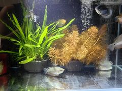 -中环花鸟鱼虫市场