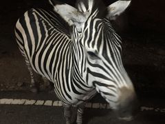 -清迈夜间动物园