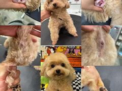 -Pets First伊珊娜洗护·精致美容·家庭式寄养(新会路店)