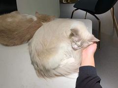 -飞行喵MR PILOT|猫舍·猫咖(静安大融城店)