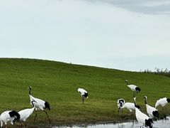 -黑龙江扎龙生态旅游区