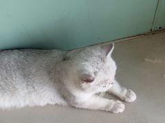 -怪兽屋·羊驼·猫咖·狗咖(俊华广场店)