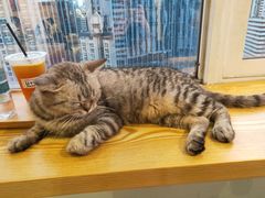 -Heymao猫咖.咖啡厅(东门店)