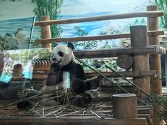 -西霞口神雕山野生动物世界