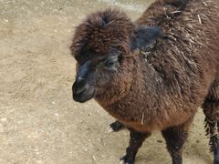 -泉州海丝野生动物世界