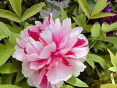 -石家庄市植物园