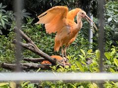 -深圳野生动物园
