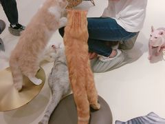 -飞行喵MR PILOT|猫舍·猫咖(静安大融城店)