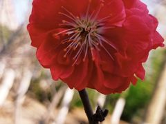 -桃花堤公园