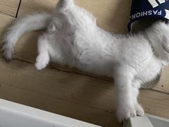 -创凡宠物医院·骨专科  猫科中心(西乡分院)