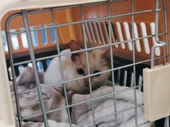 -伟伟宠物医院·CT影像中心·瑞派犬猫综合性门诊(汉口总院)