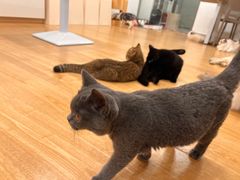 -有喵·猫咖·狗咖·30几只猫10只小狗(岗厦店)