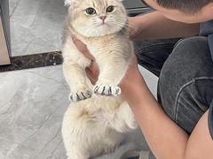 -爱侣宠医·鹦鹉专科·小型哺乳类·异宠专科(灵石路店)