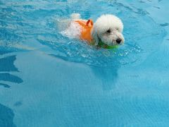 -爪吧宠物乐园 (温榆河示范区店)