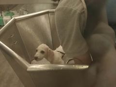 -PETKIT小佩宠物(古北店)