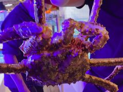 帝王蟹-日进一片海.生腌海鲜火锅.宵夜烧烤(三里屯总店)