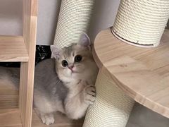 -欣宠猫屋·矮脚拿破仑·蓝金金渐层