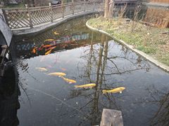 -九尺赵老四鲜鹅肠火锅