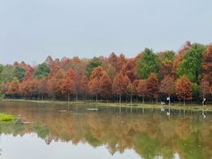-上海海湾国家森林公园
