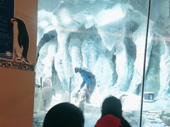 -帝企鹅自助餐厅•儿童岛•真企鹅(长隆企鹅酒店)