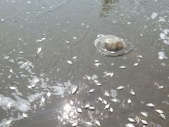 android_upload_pic-万尾金滩