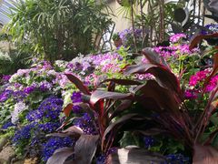 -斐兹洛伊花园