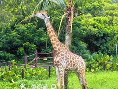 -海南热带野生动植物园