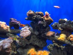 -烟台海昌鲸鲨海洋公园